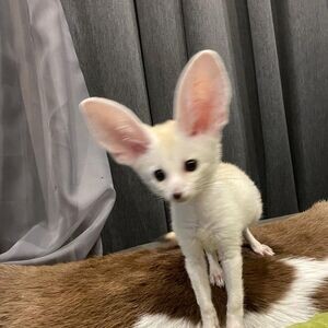 Fennec Foxes for sale X WhatsApp me : +351 922 210 181 | PostAds PH