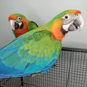 Catalina Rainbow macaws | PostAds PH