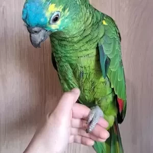 Amazon parrots Available X | PostAds PH