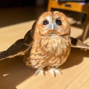 Eagle Owls available X | PostAds PH