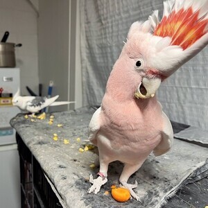 Major Mitchell's cockatoo X | PostAds PH