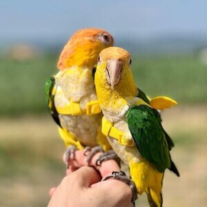 Caique parrots X | PostAds PH