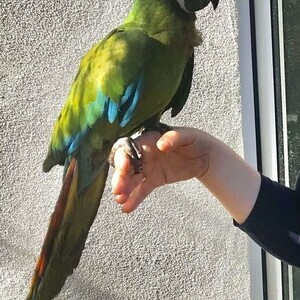 Military Macaw Parrots x | PostAds PH