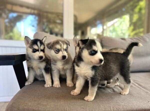 Siberian husky puppy's