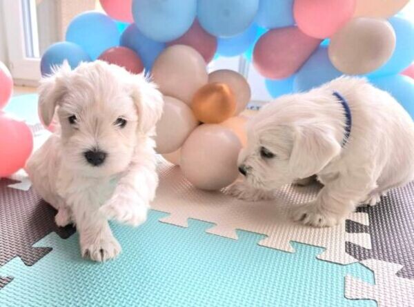 Miniature schnauzer