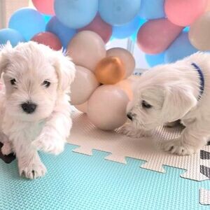 Miniature schnauzer | PostAds PH