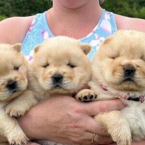 pure chow chow puppies | PostAds PH