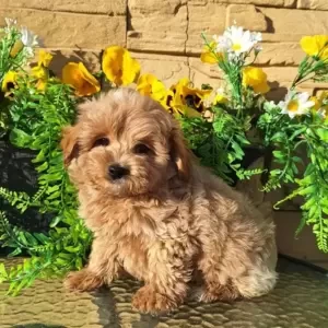 Cute Maltipoo | PostAds PH