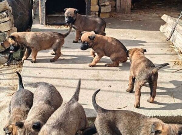 Beguim malinois