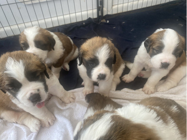 Saint Bernard puppies