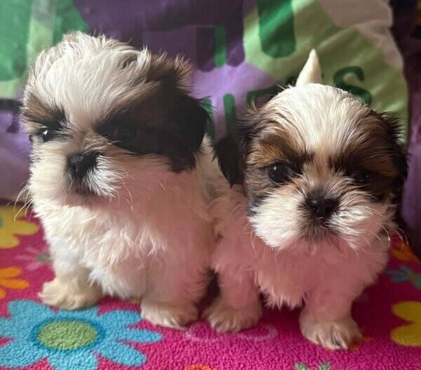 Shih tzu puppies