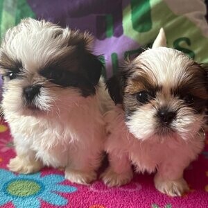 Shih tzu puppies | PostAds PH