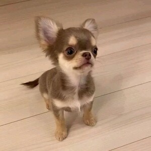 Apple head Chihuahuas | PostAds PH
