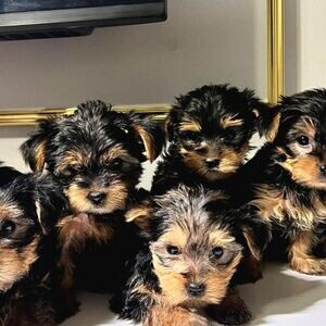 Yorkshire terrier puppies | PostAds PH