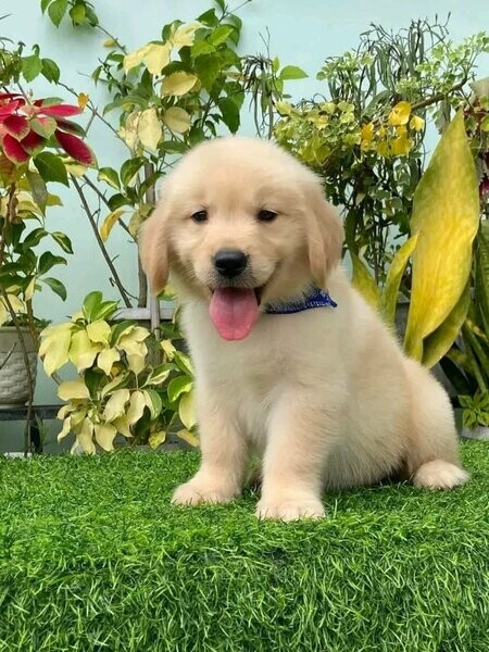  Golden Retriever Puppies