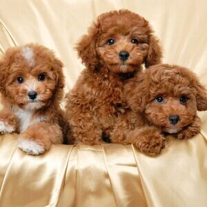 Stunning poodle pups | PostAds PH
