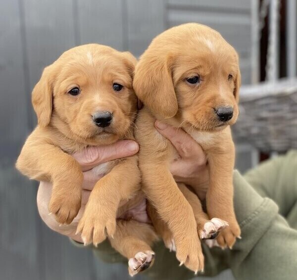 Labrador Retriever