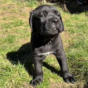 Champion Cane Corso Puppy | PostAds PH