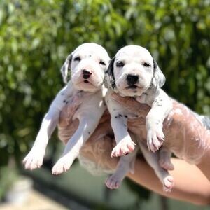 Dalmatian Puppies | PostAds PH