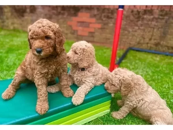 Miniature labradoodles