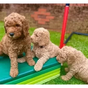 Miniature labradoodles | PostAds PH
