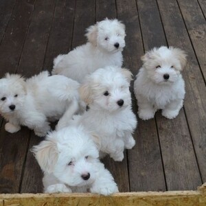 Coton de Tulears Puppies | PostAds PH