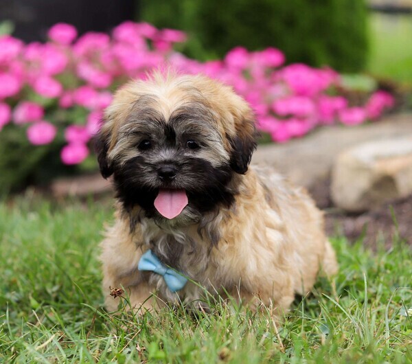 litter of Lhasa apso puppies