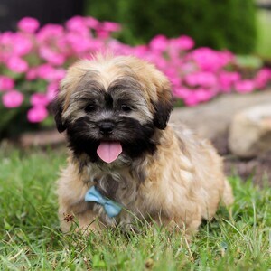 litter of Lhasa apso puppies | PostAds PH