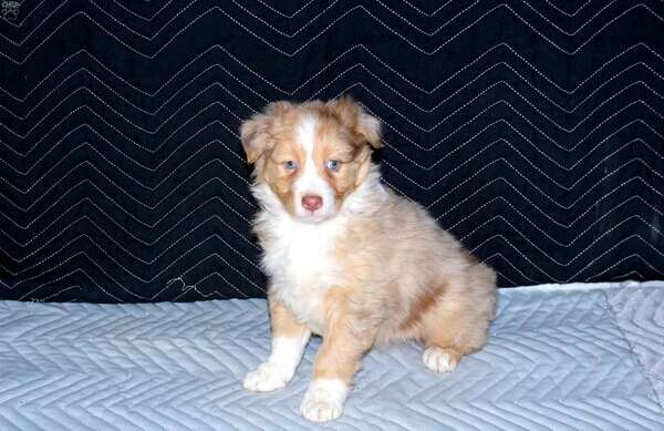 Australian shepherd puppy