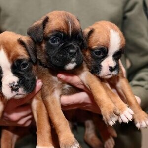 Beautiful boxer puppies for sale | PostAds PH