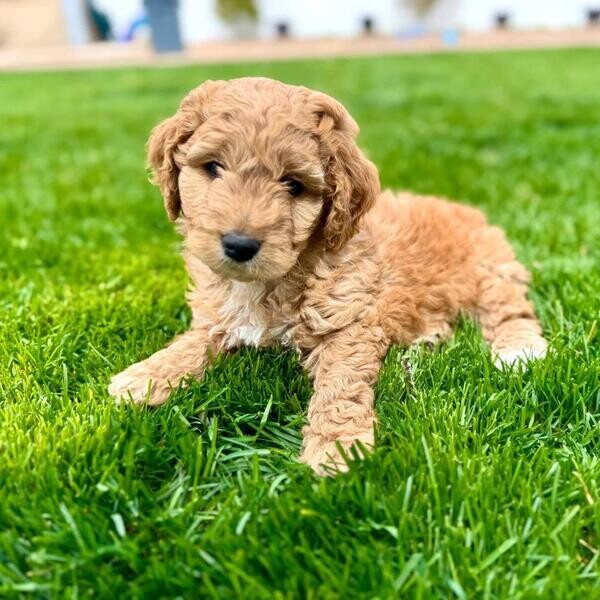 Goldendoodle Puppies - Ready