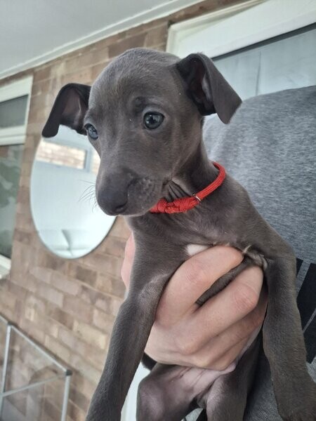 Italian Greyhound puppies