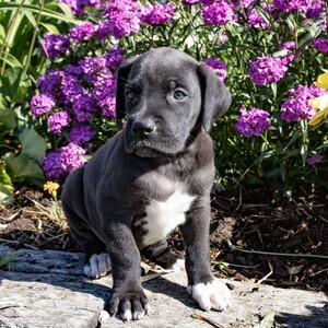 Great Dane Puppies | PostAds PH