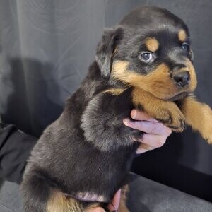 breed Rottweiler puppies | PostAds PH