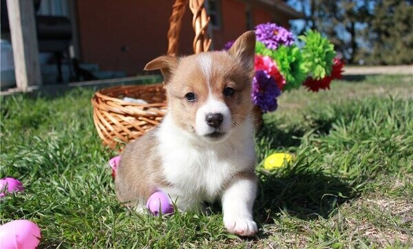 Corgi Pembroke Puppies
