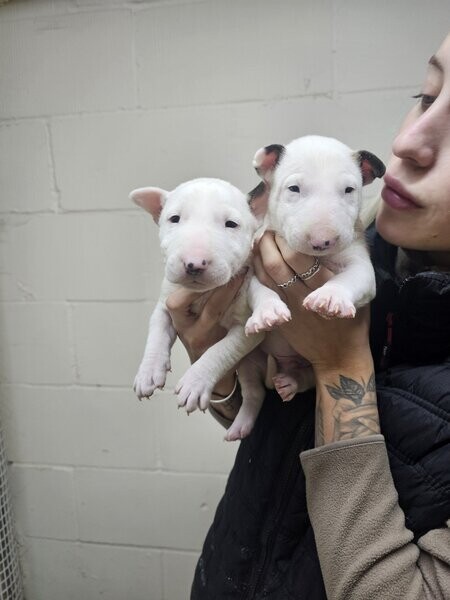 Bullterrier Puppies
