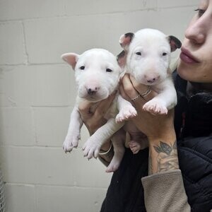 Bullterrier Puppies | PostAds PH