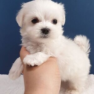 Adorable, Cute & Tiny Maltese Puppies | PostAds PH