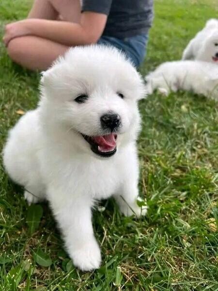 Adorable, Samoyed Puppies