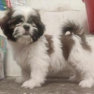 Adorable, Cute & Shih Tzu Puppies | PostAds PH
