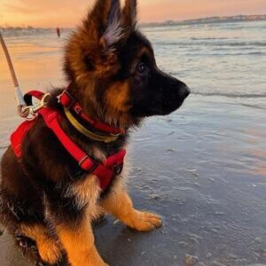 German Shepherd Puppies xxxxx | PostAds PH