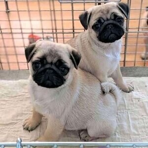 Pug puppies xxxxxxx | PostAds PH