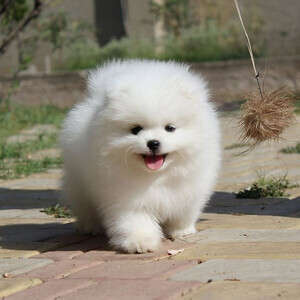 Pomeranian puppies xxxxxxxx | PostAds PH