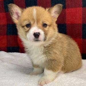 Welsh Corgi (Pembroke) puppies | PostAds PH