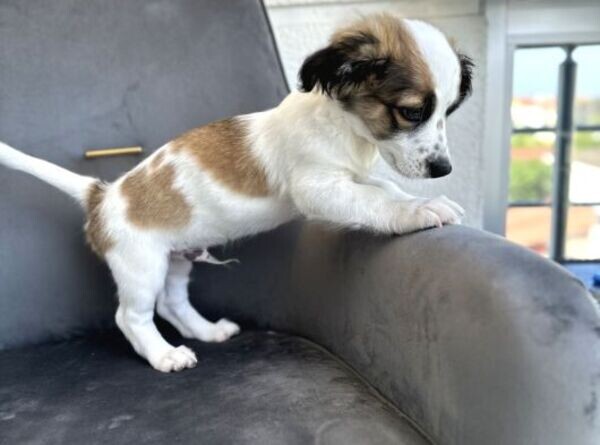 Havanese Terrier Puppies
