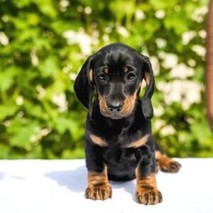Dachshund Puppies | PostAds PH