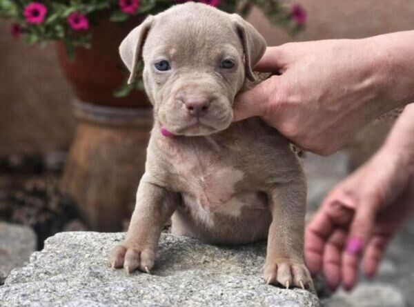 American Bully puppies