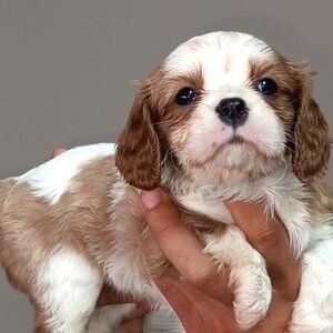 Cavalier king Charles Spaniel puppies | PostAds PH