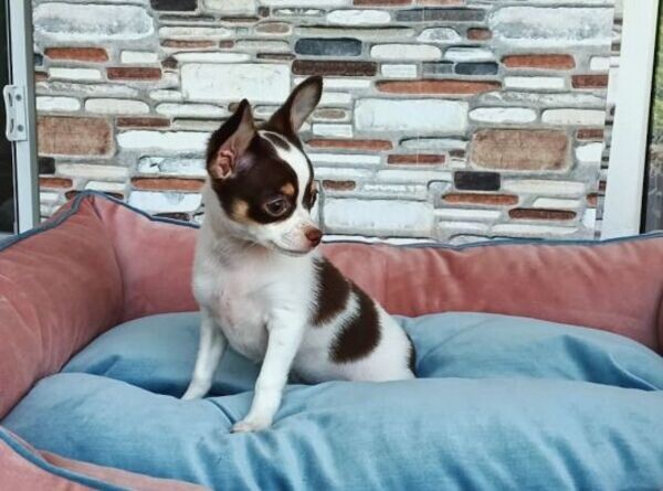 Chihuahua Pups