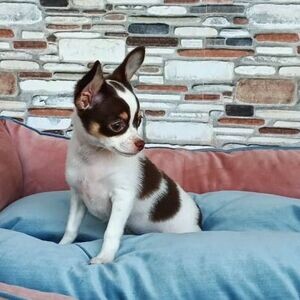 Chihuahua Pups | PostAds PH